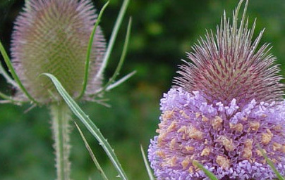 Горска лугачка (Dipsacus fullonum) Горска лугачка (Dipsacus fullonum)